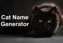 Cat Name Generator Image
