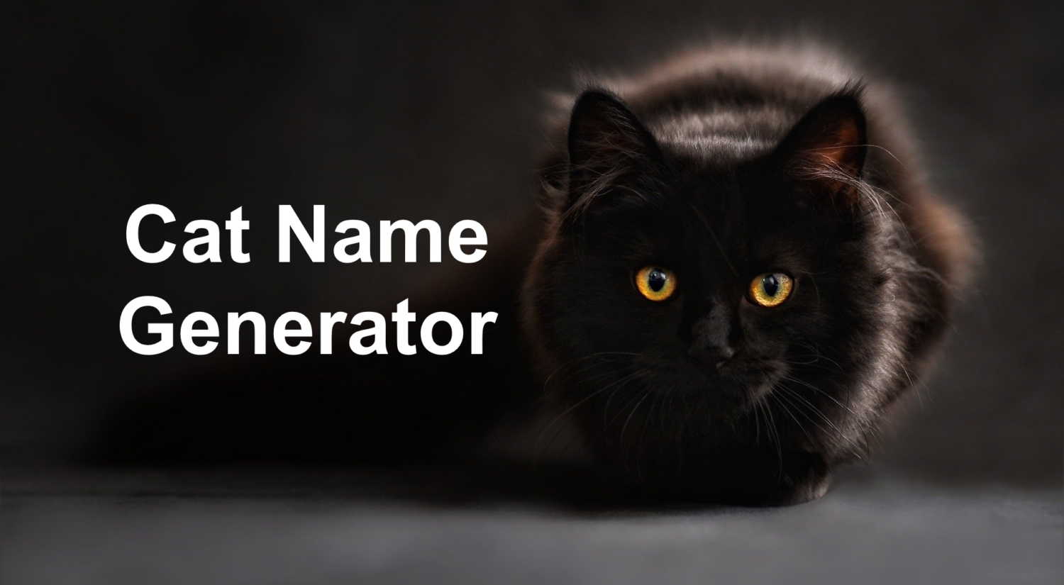 cat-name-generator-random-funny-cat-name-ideas