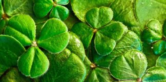 Irish Name Generator