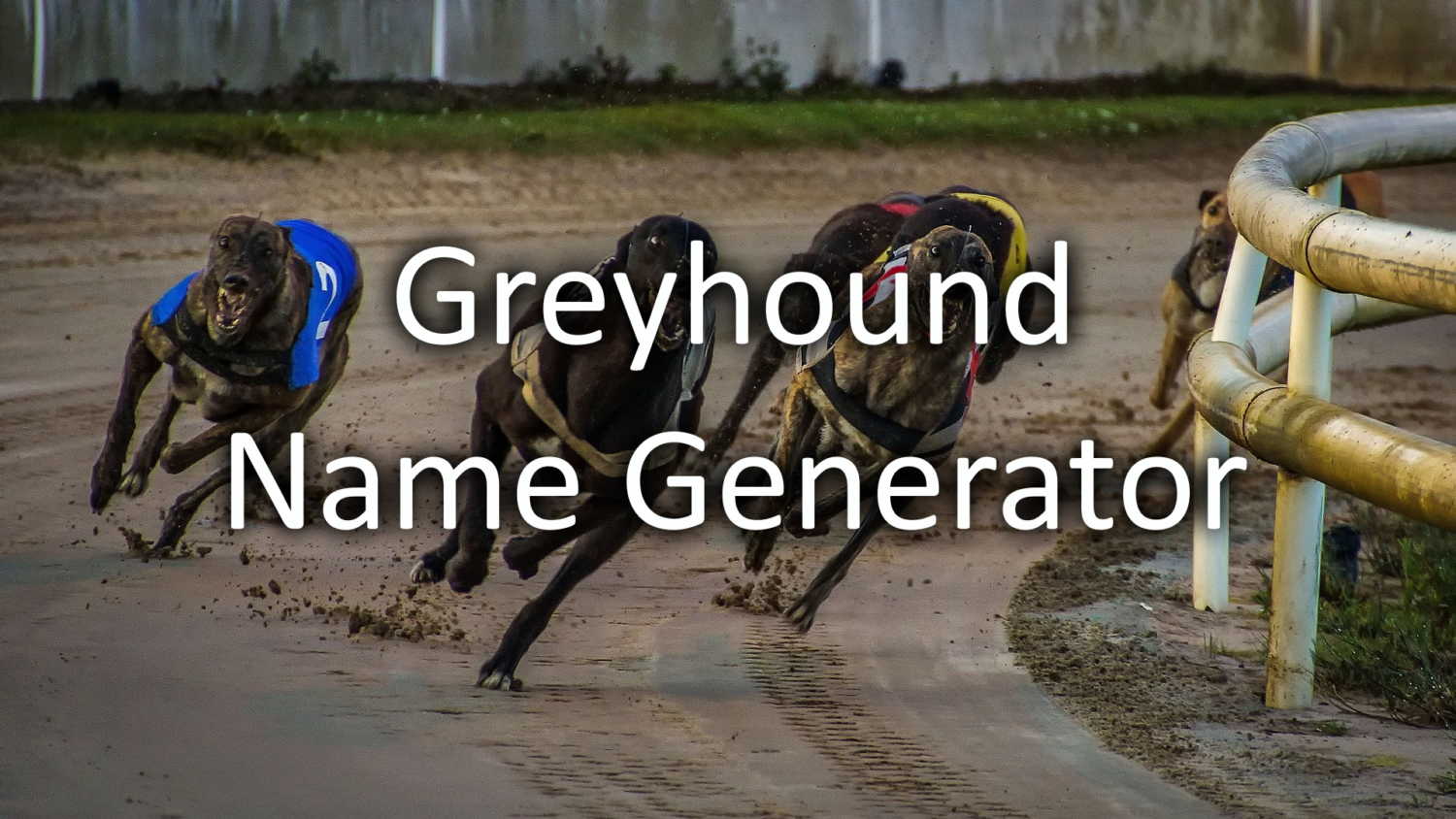 greyhound-name-generator