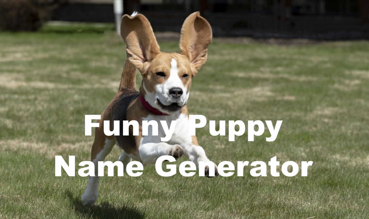 funny puppy name generator