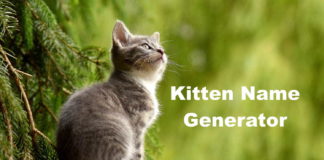 Kitten Name Generator