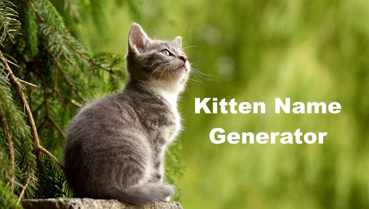 Kitten Name Generator - Random Name Generators