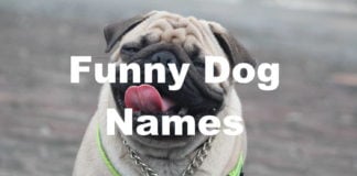 Funny Dog Name Generator