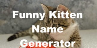 Funny Kitten Name Generator