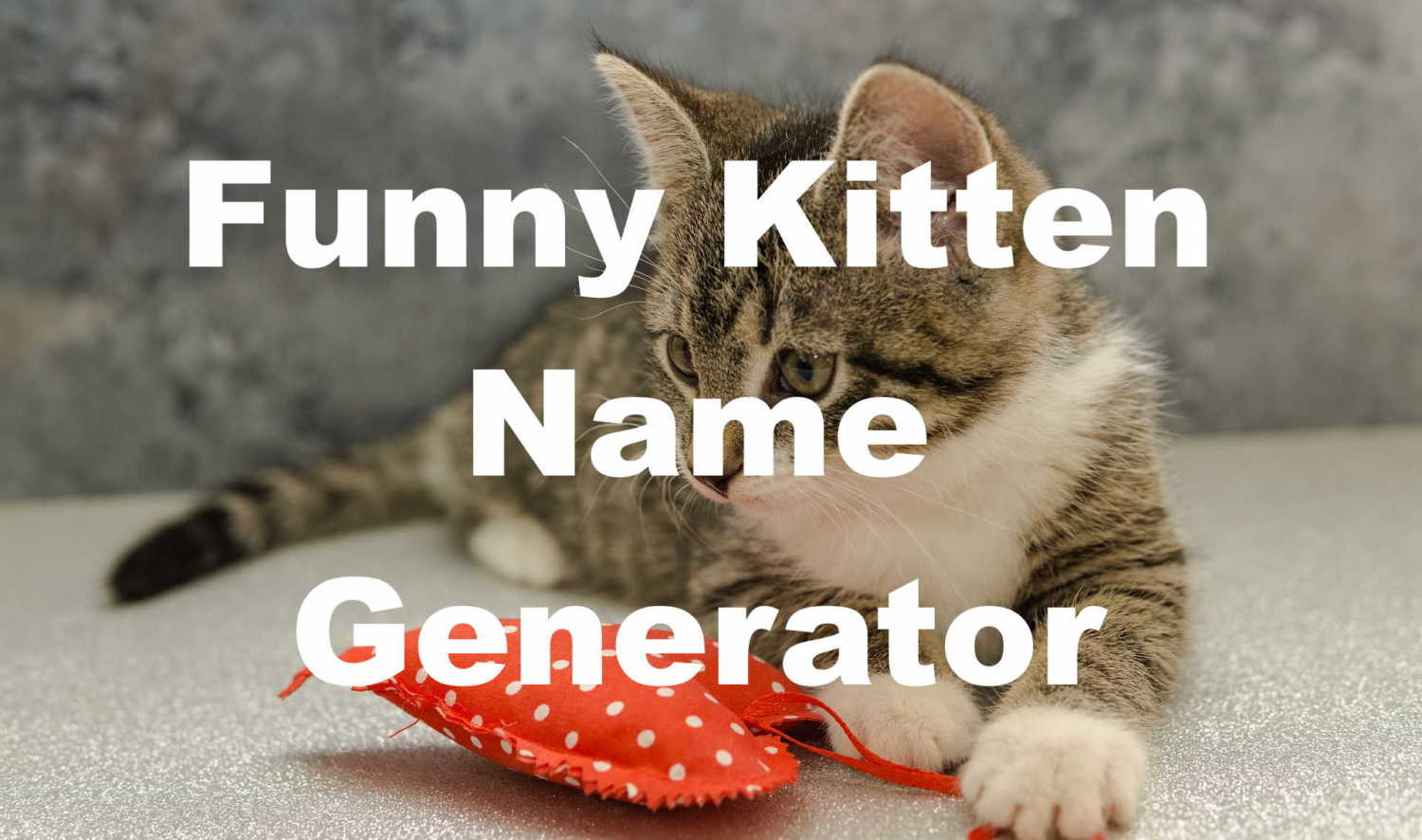 funny kitten name generator