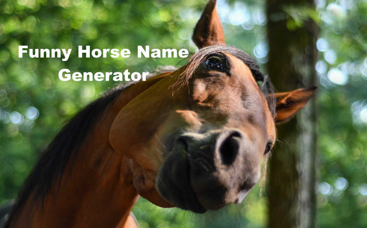 Funny Horse Name Generator Random Name Generators